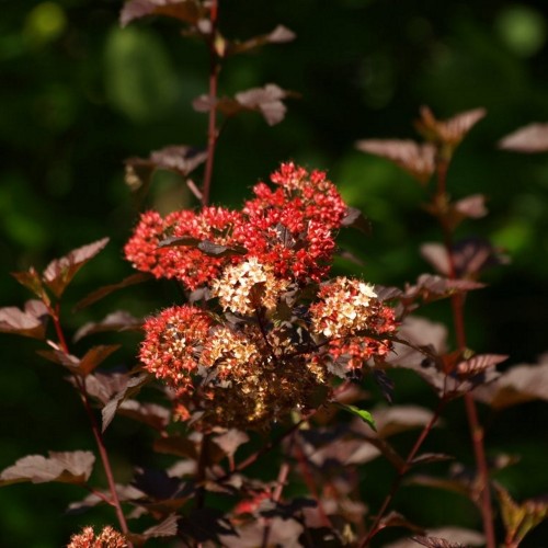 Physocarpus opulifolius 'Red Baron' - Lodjapuulehine põisenelas 'Red Baron' 